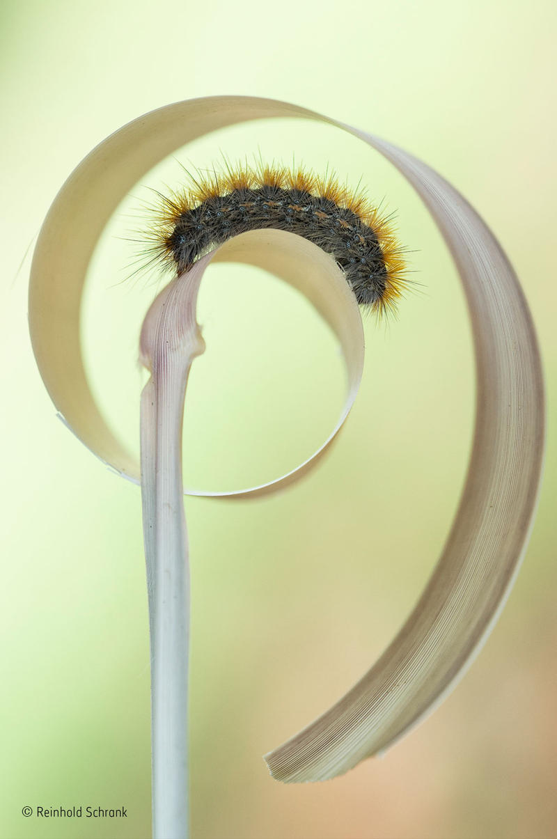 Illustration for article titled Wildlife Photo Contest Shows Nature Can Be Cruel—But Also Kind